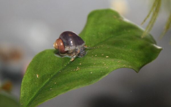 Pomacea bridgesii - Äppelsnäcka