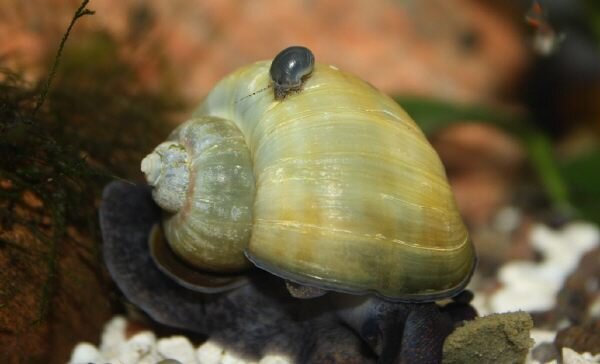 Pomacea bridgesii - Äppelsnäcka