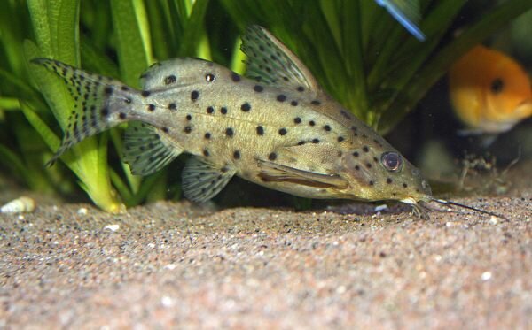 Synodontis njassae - Malawisynodontis