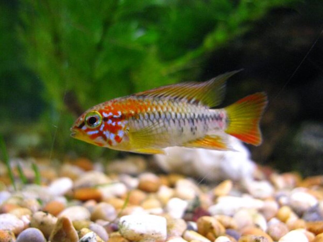 Apistogramma vijeta, hane