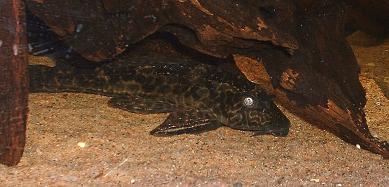 Hypostomus Plecostomus (L-109)