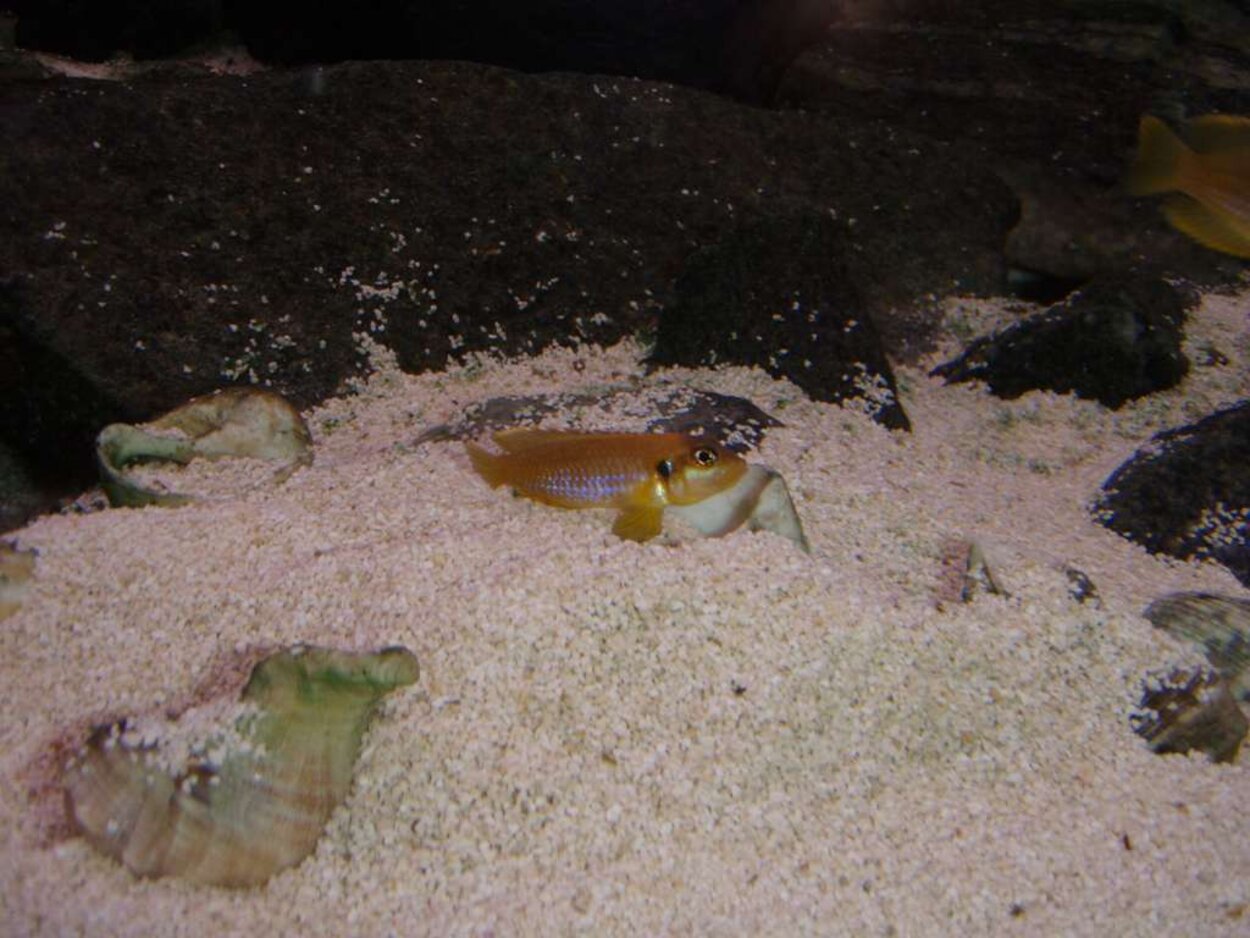 Lamprologus ocellatus