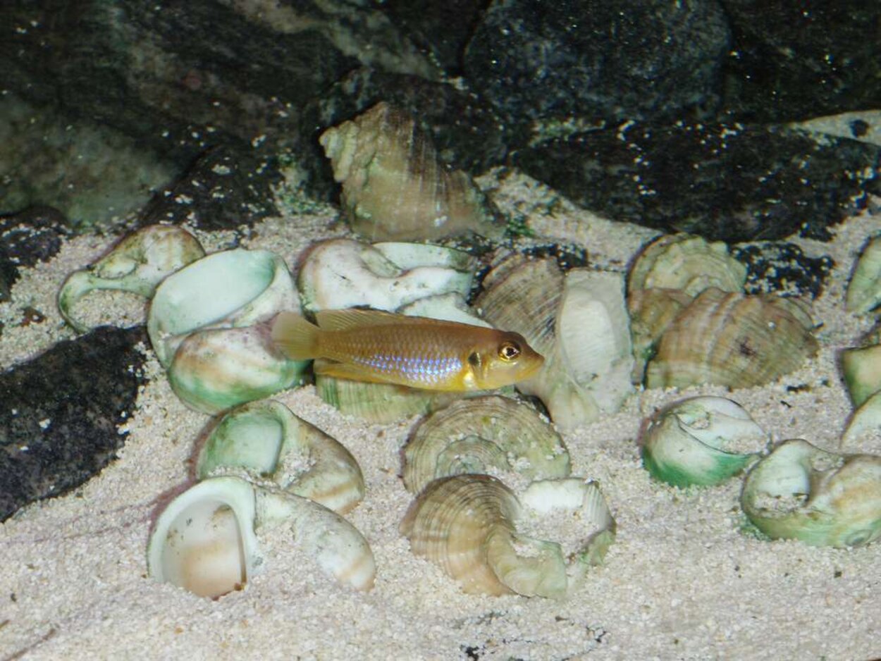 Lamprologus Ocellatus