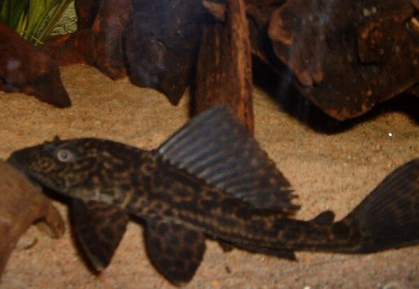 Hypostomus Plecostomus (L-109)