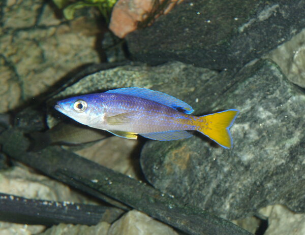 Cyprichromis leptosoma