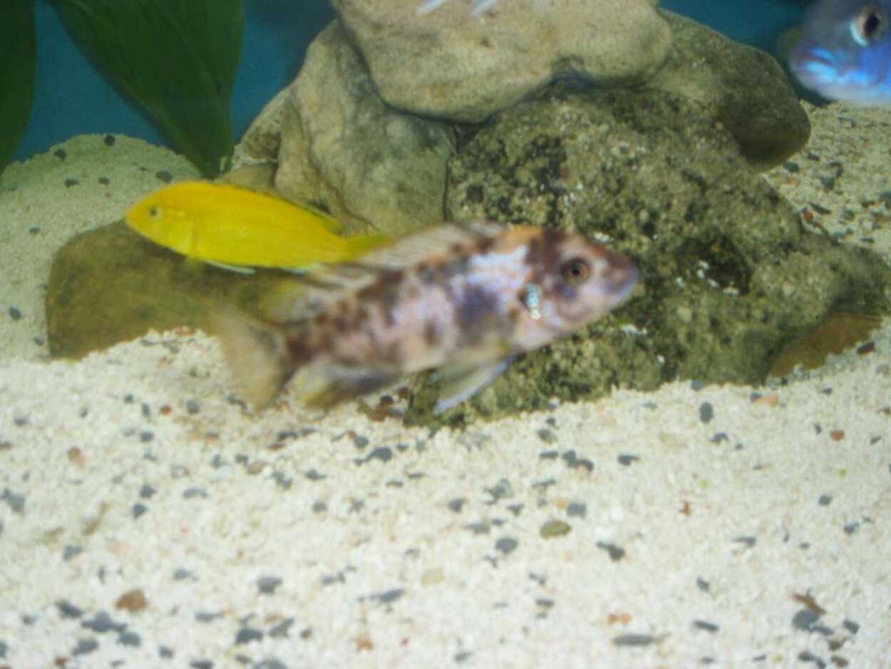 metria.zebra yellow chin R/T lundo