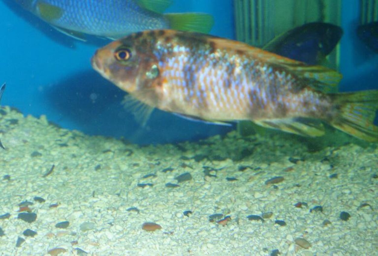 metria.zebra yellow chin R/T lundo