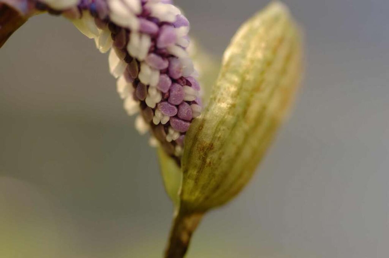 Aponogeton madagascariensis