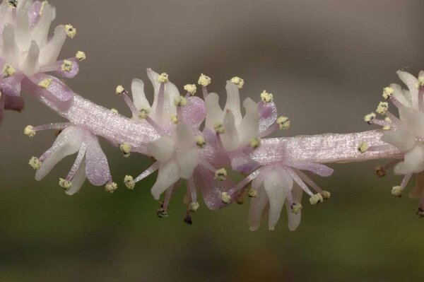 Aponogeton madagascariensis