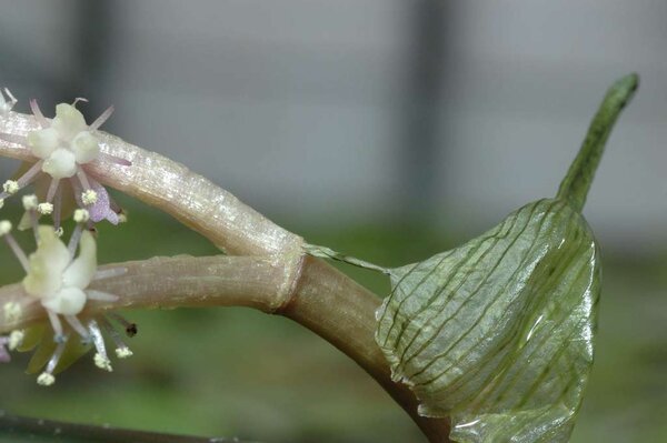 Aponogeton madagascariensis