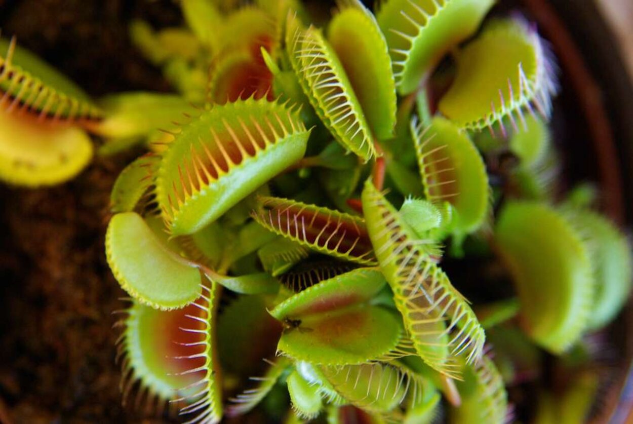 Dionaea Muscipula