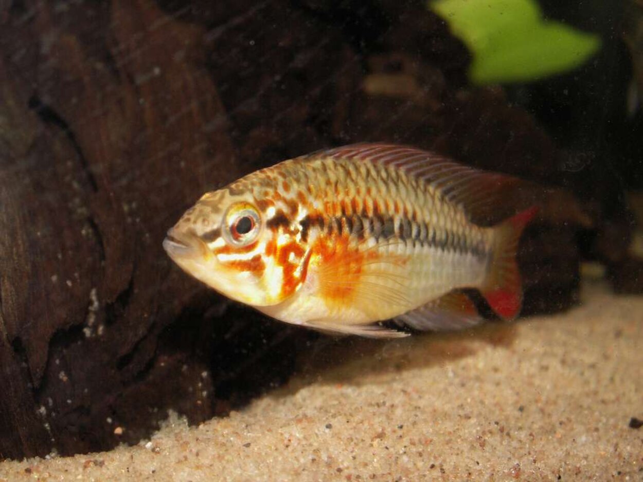 Apistogramma viejita