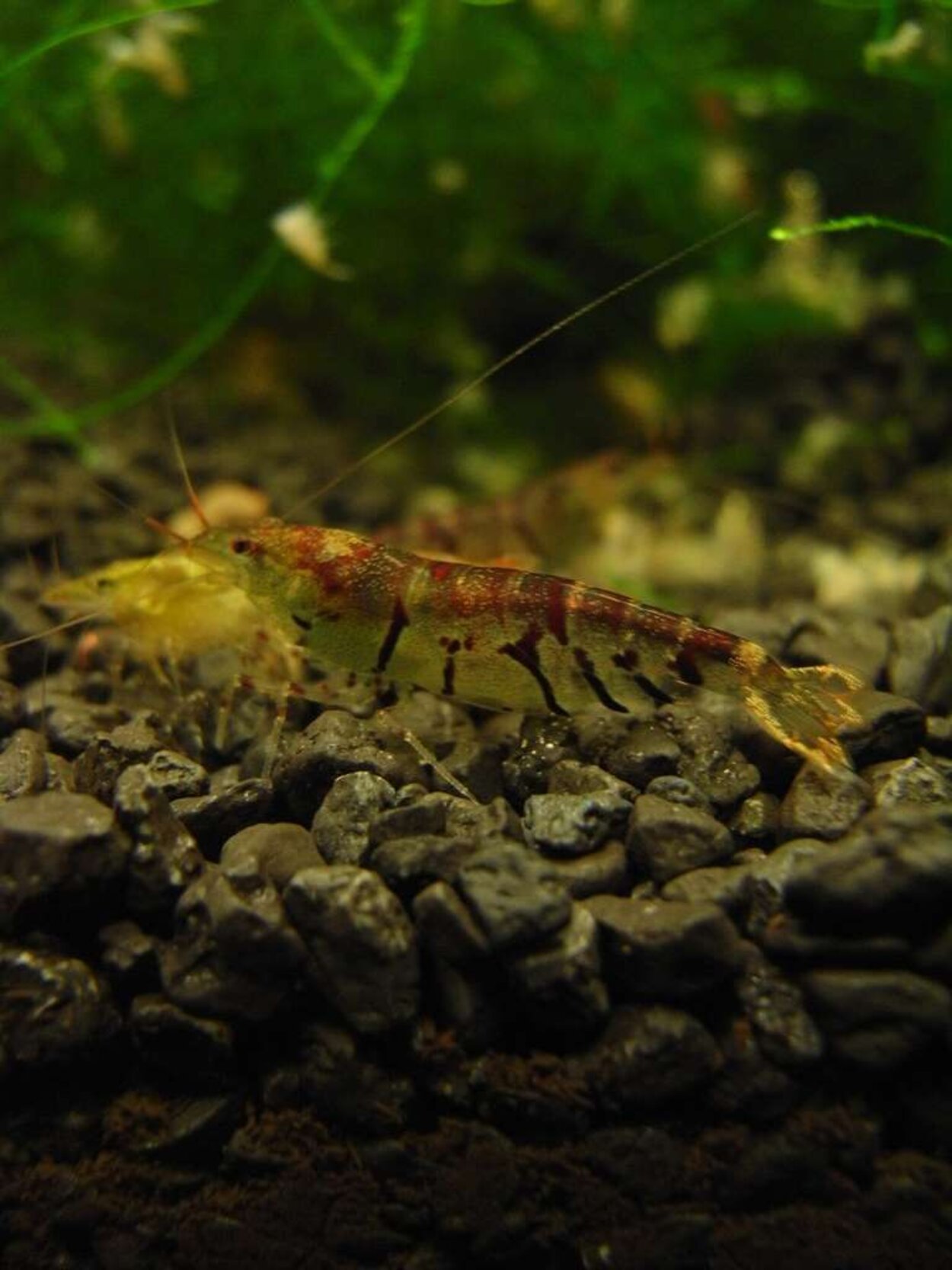 Caridina cf. cantonensis "Tiger"