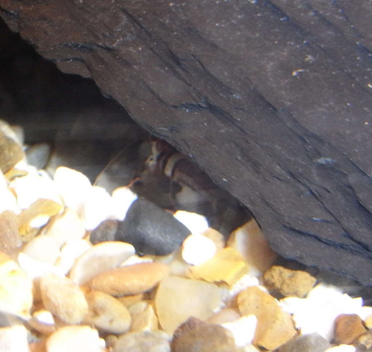 Caridina cf. spongicola