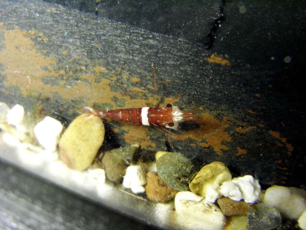 Caridina cf. spongicola