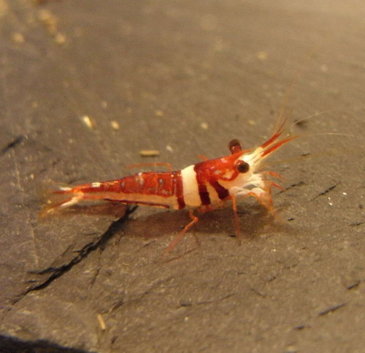 Caridina cf. spongicola