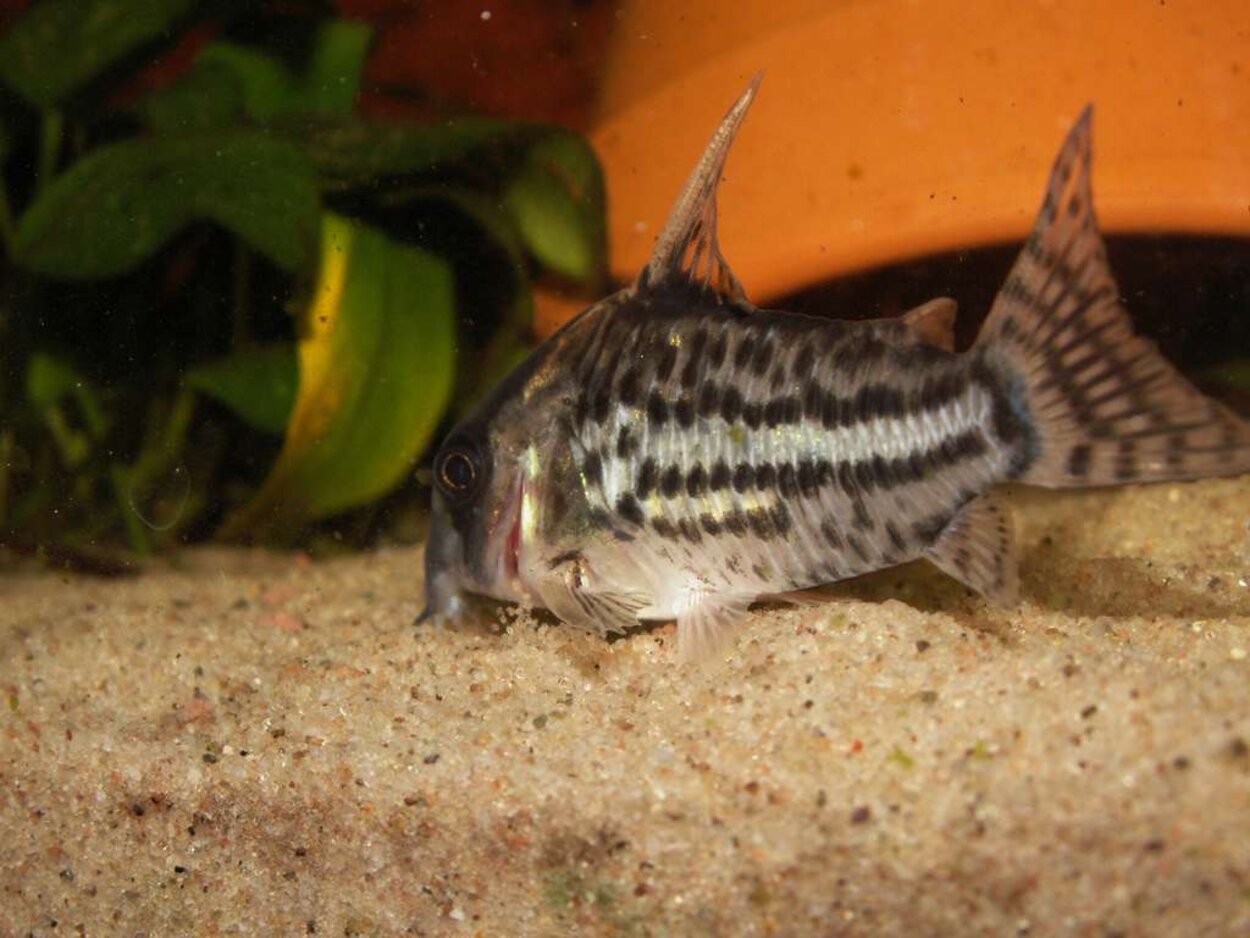 Corydoras schwartzi