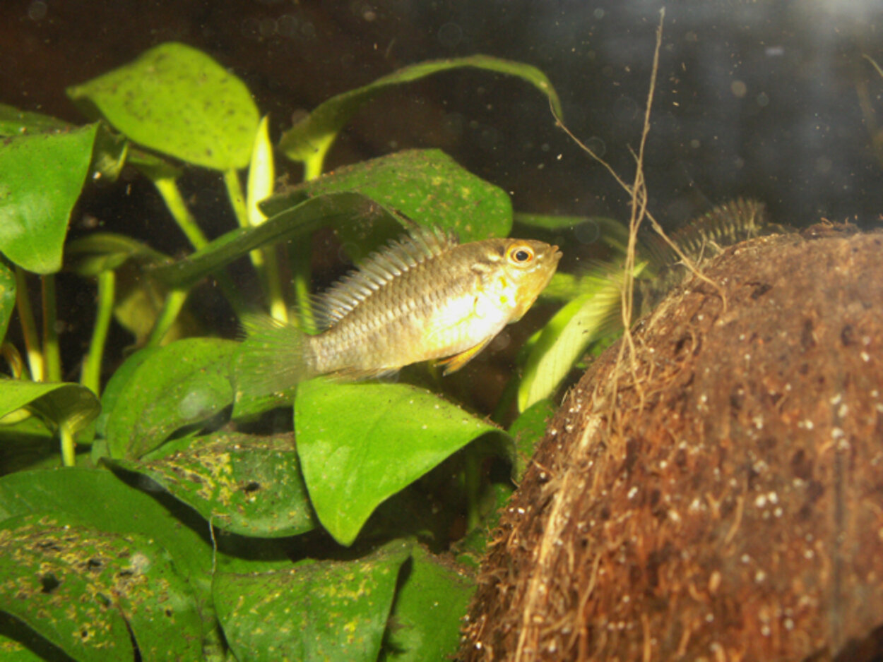 Apistogramma viejita