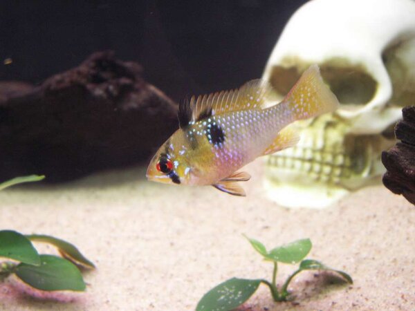 Mikrogeophagus ramirezi