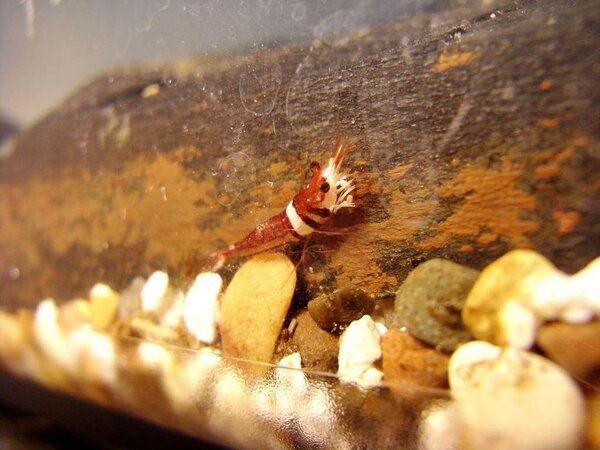 Caridina cf. spongicola