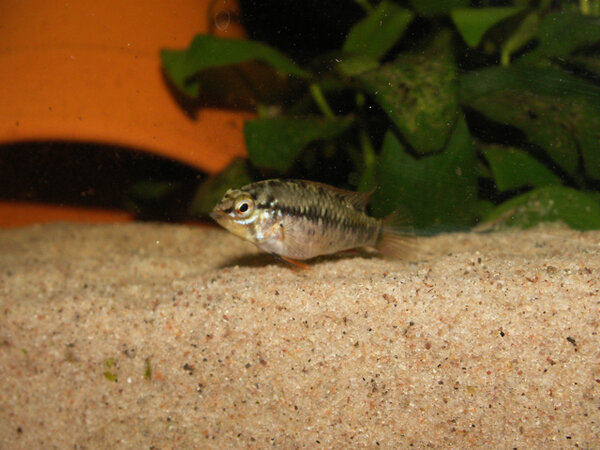 Apistogramma viejita