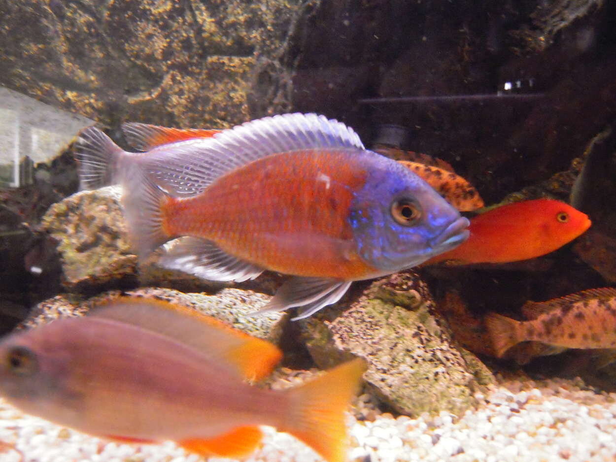 Copadichromis borleyi "Haplochromis Red Kandango" Hane