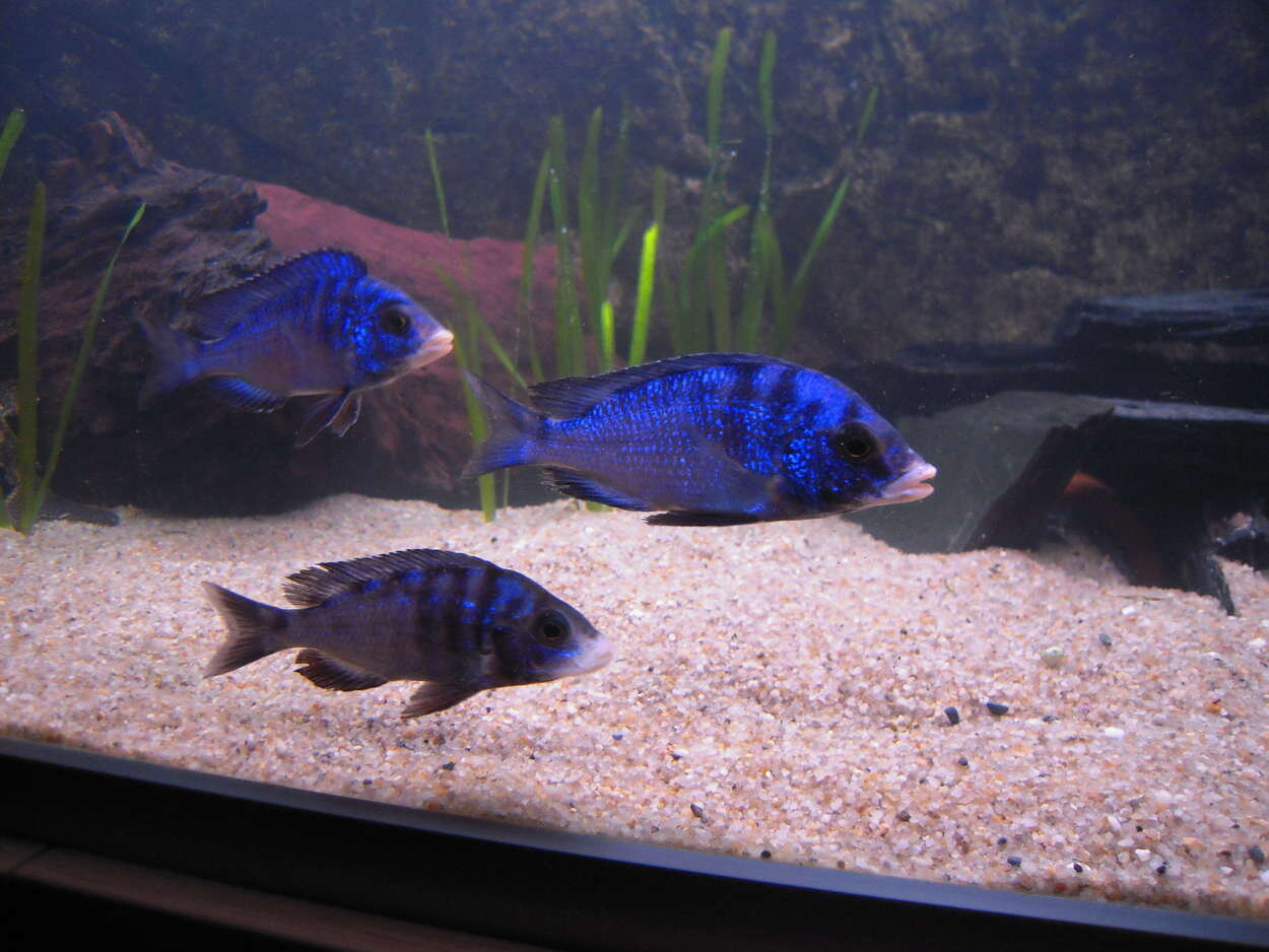 Placidochromis Phenochilus "White lips" Mdoka