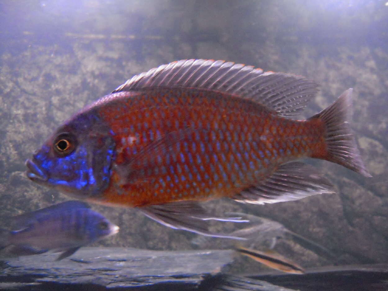 Copadichromis borleyi, Kadango "Red fin"