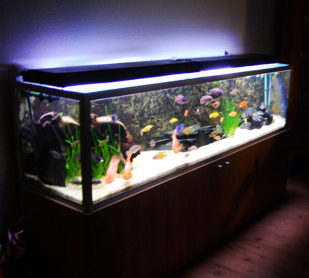 Akvariumet, 500 liter.