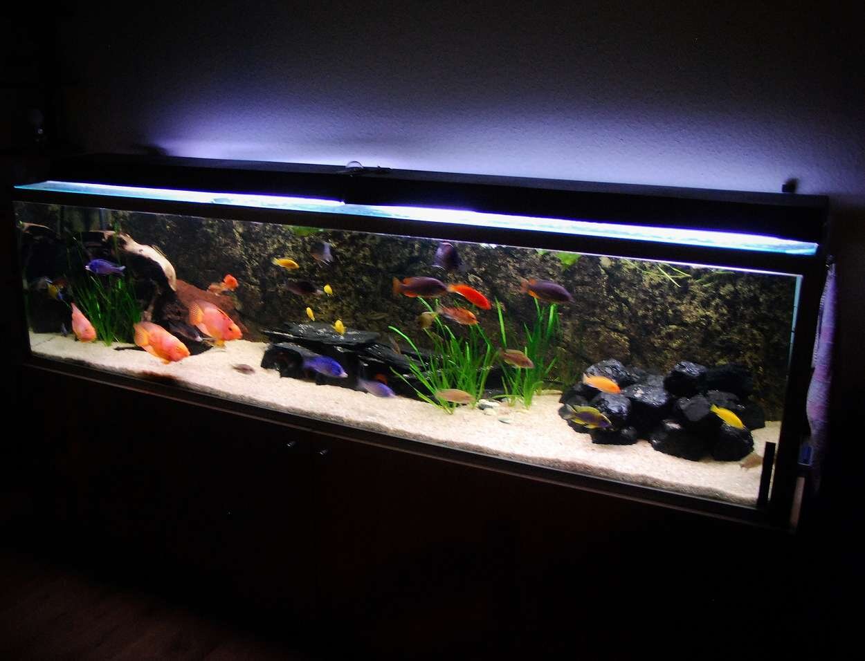 Akvariumet, 500 liter.