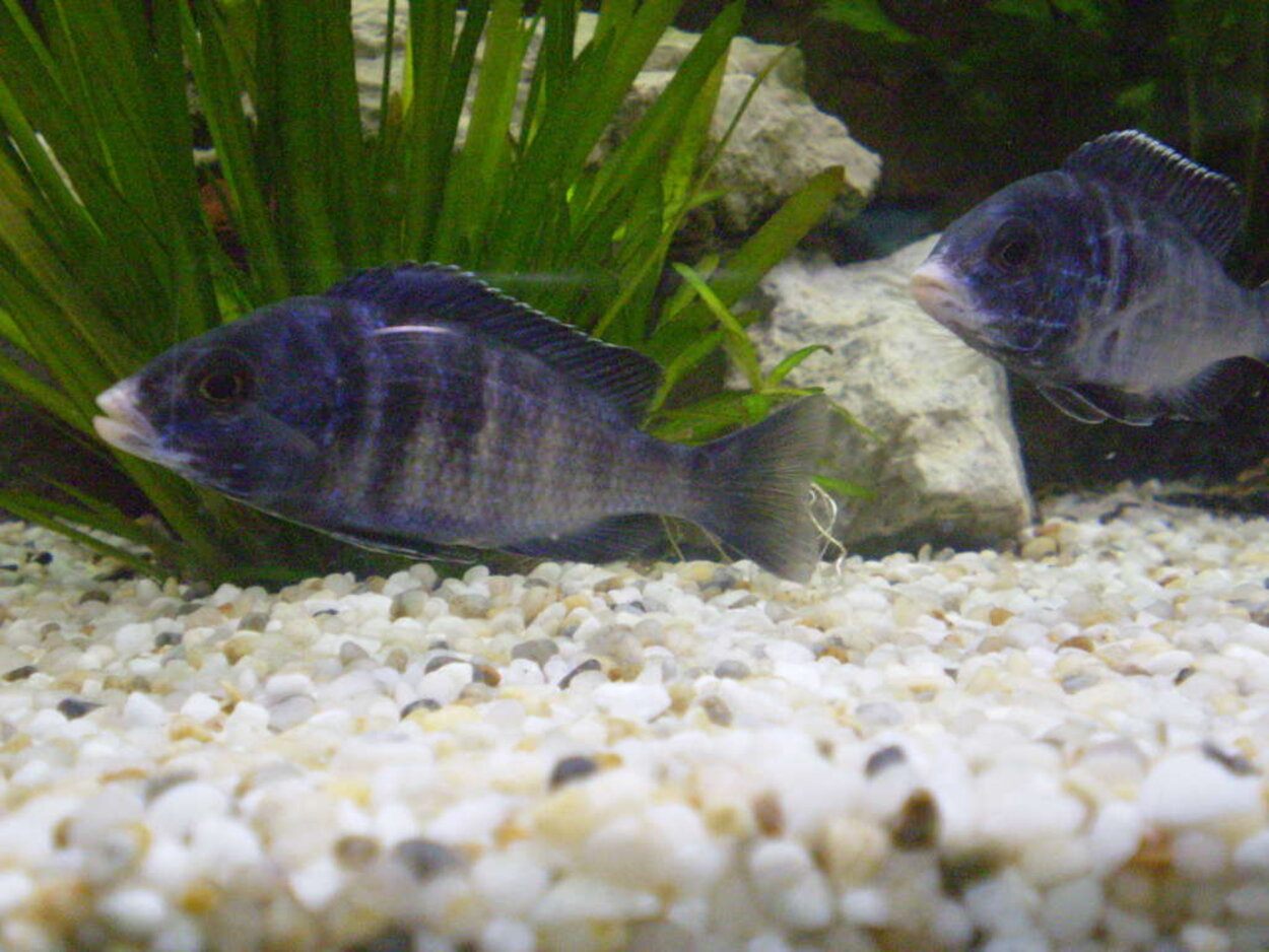 Placidochromis Phenochilus "White lips" Mdoka