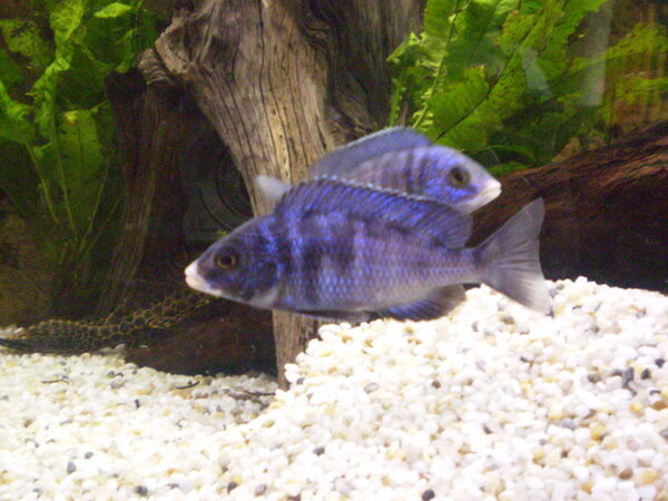 Placidochromis Phenochilus "White lips" Mdoka