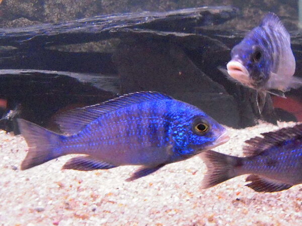 Placidochromis Phenochilus "White lips" Mdoka