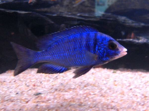 Placidochromis Phenochilus "White lip" Mdoka