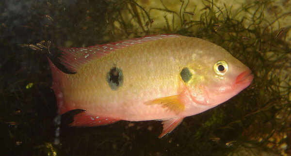 Hemichromis letourneuxi - med yngel