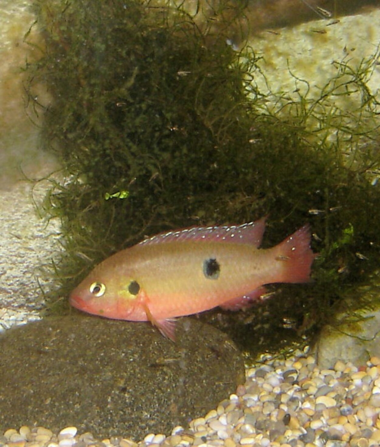 Hemichromis letourneuxi