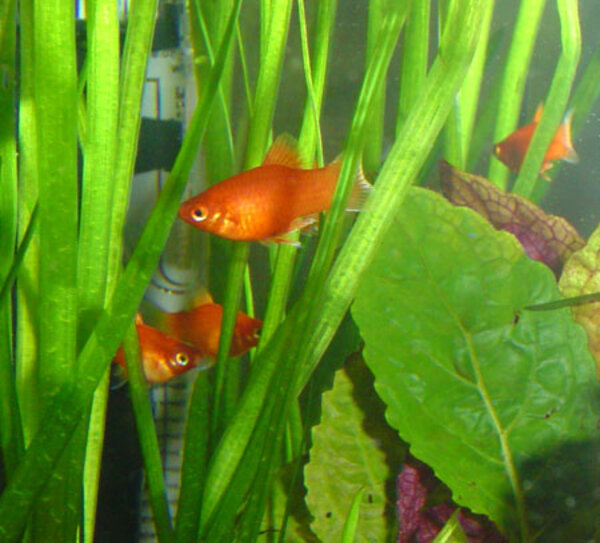 korallplaty1