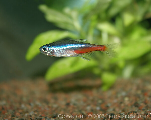 Smal liten Neontetra