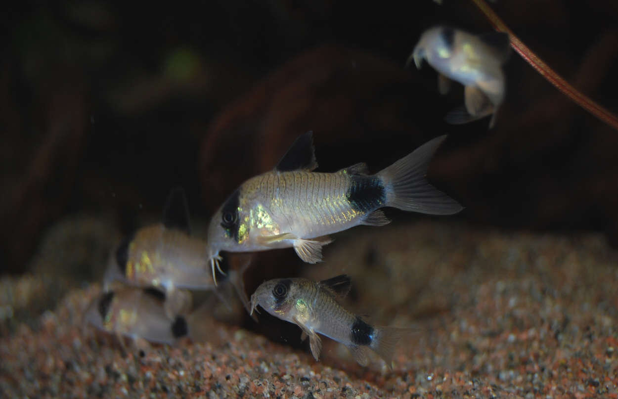 Corydoras panda