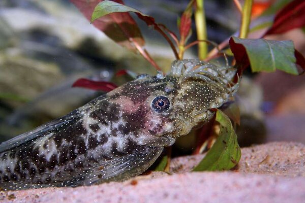 Ancistrus sp. "blue spot"