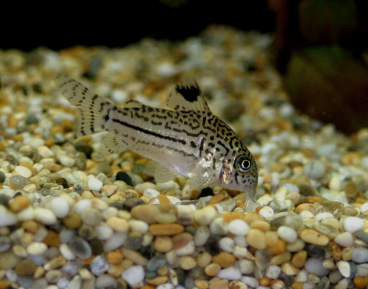 corydoras julii