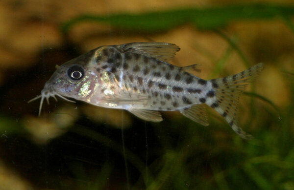 Corydoras Agazzii