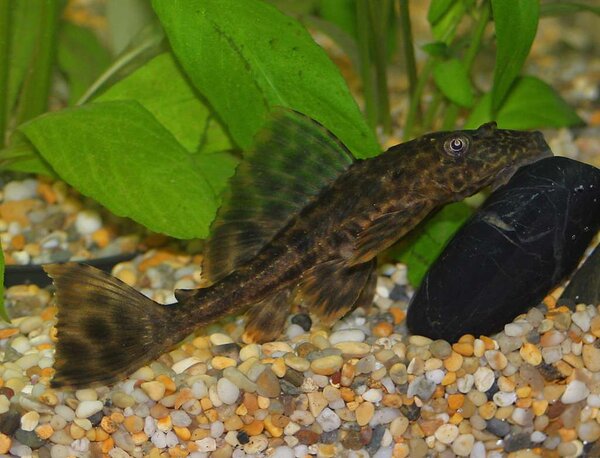 pleco