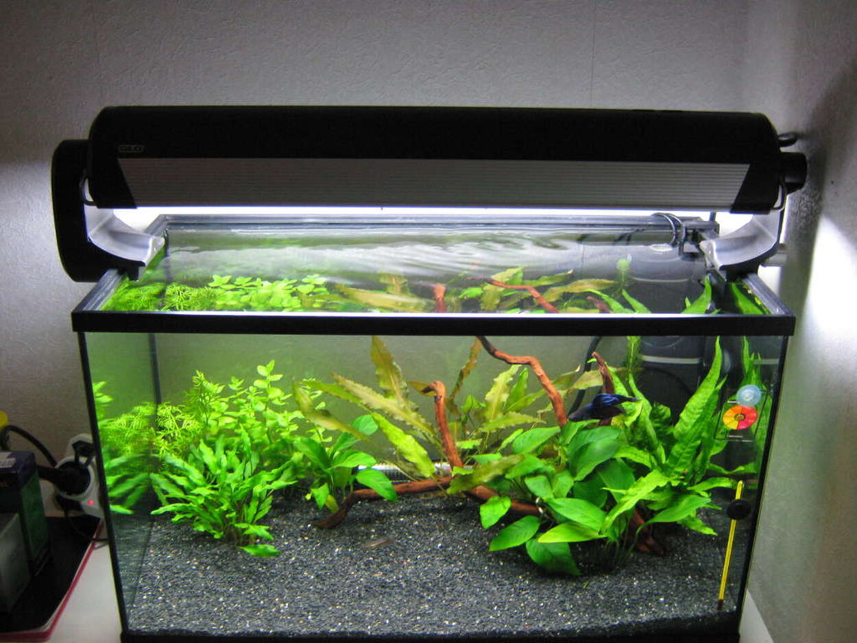 63L akvarium, med ny ramp. =D !!!