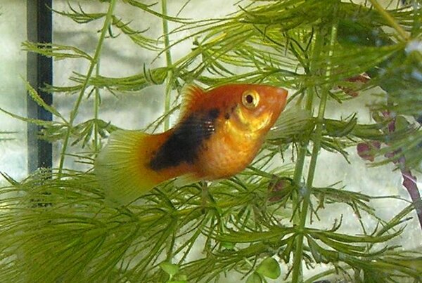 Platy