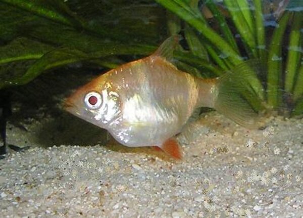 Albino Tigerbarb hona