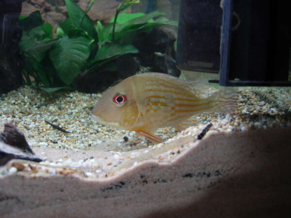 Geophagus sp. "Orange head"