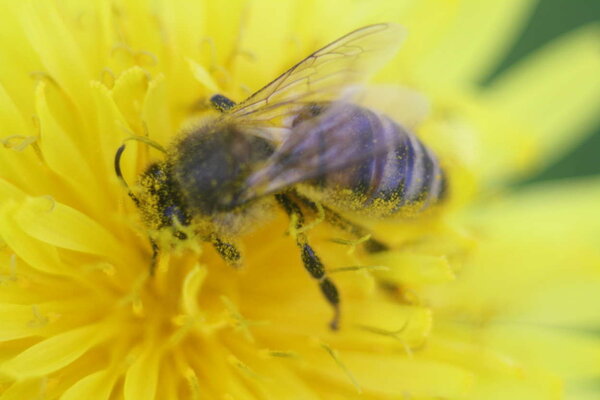 Ett bi fullt med nektar?