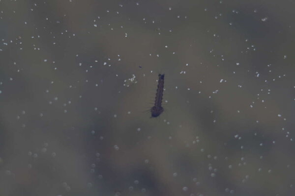 En mygglarv under vattnet, ser ut att vara en svart? :D