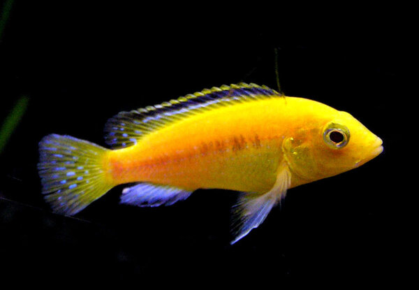 Labidochromis caeruleus, golden labidochromis